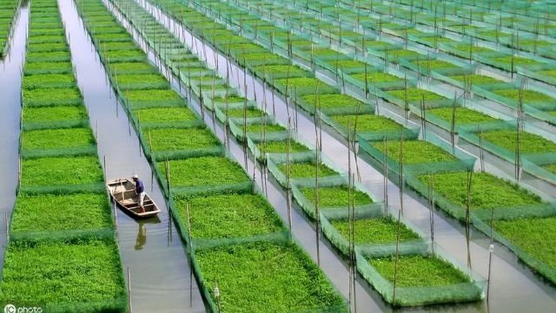 休闲农业同质化破解方法