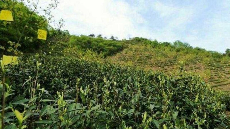 农业产业园补贴申请，成功率提升的关键点**