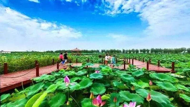 福鼎市茶业有限公司
