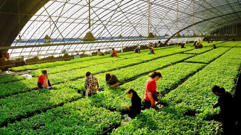 智慧农业种植系统：如何选择最适合的解决方案