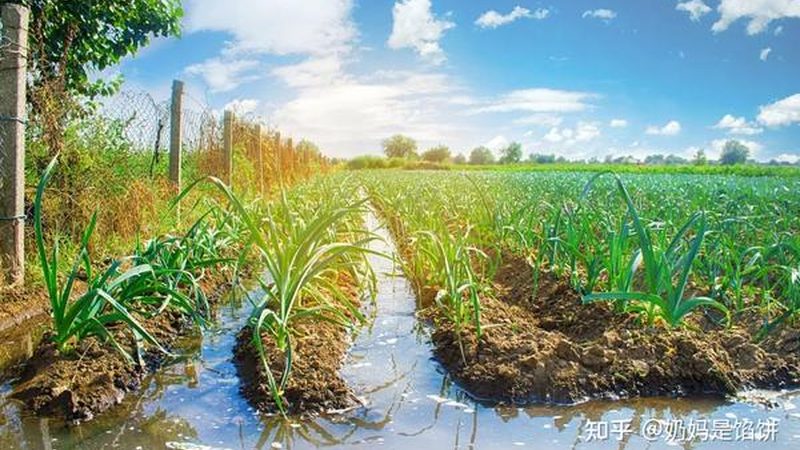 广州家庭农场营业执照办理全解析**