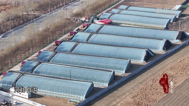 粮食种子与蔬菜种子：差异与选择要点