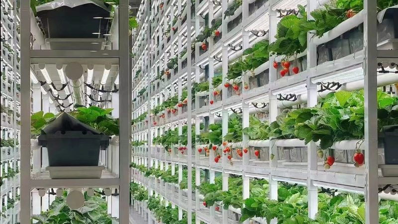 家庭农场种植养殖占比：如何平衡效益与可持续性**